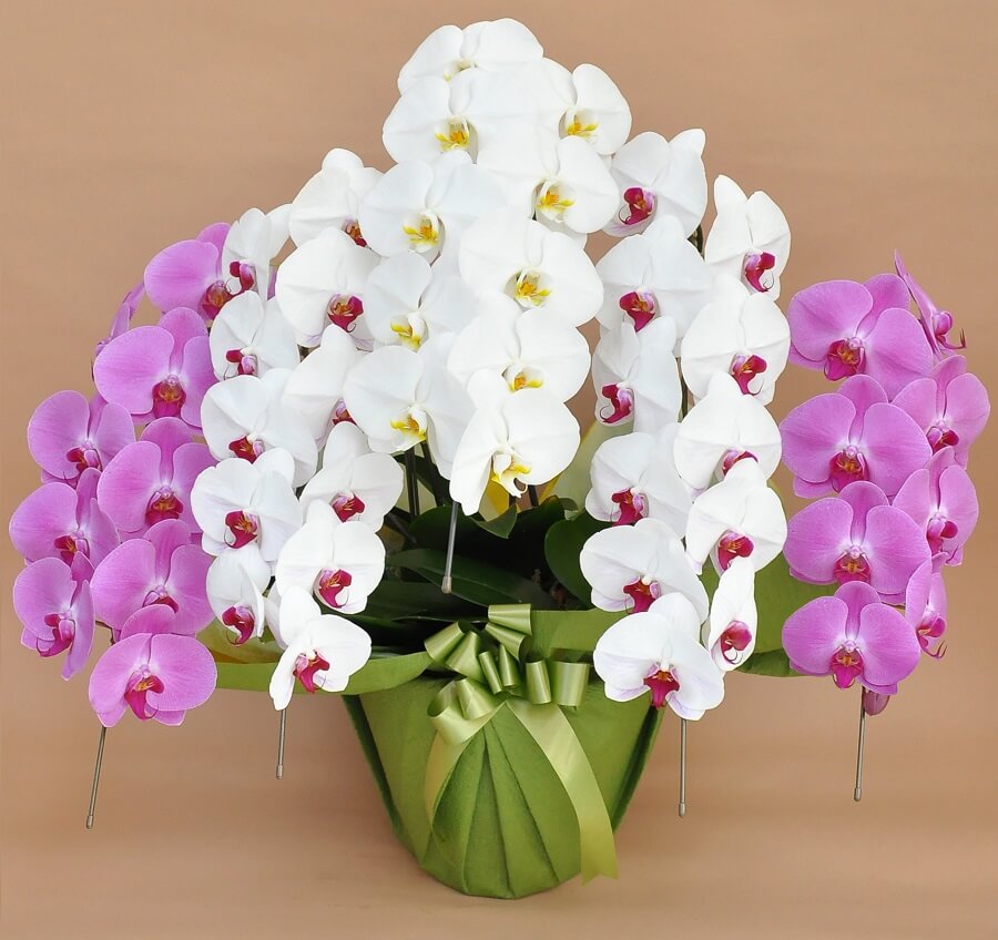 大輪胡蝶蘭の色の違い！白、ピンク、黄、青の花色を紹介｜胡蝶蘭