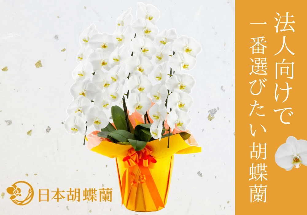 造花としての胡蝶蘭の特徴 光触媒に隠された効果とは 胡蝶蘭ステーション