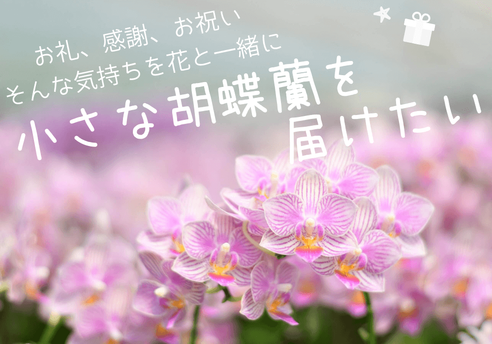 ラブリー胡蝶 蘭 アレルギー すべての美しい花の画像