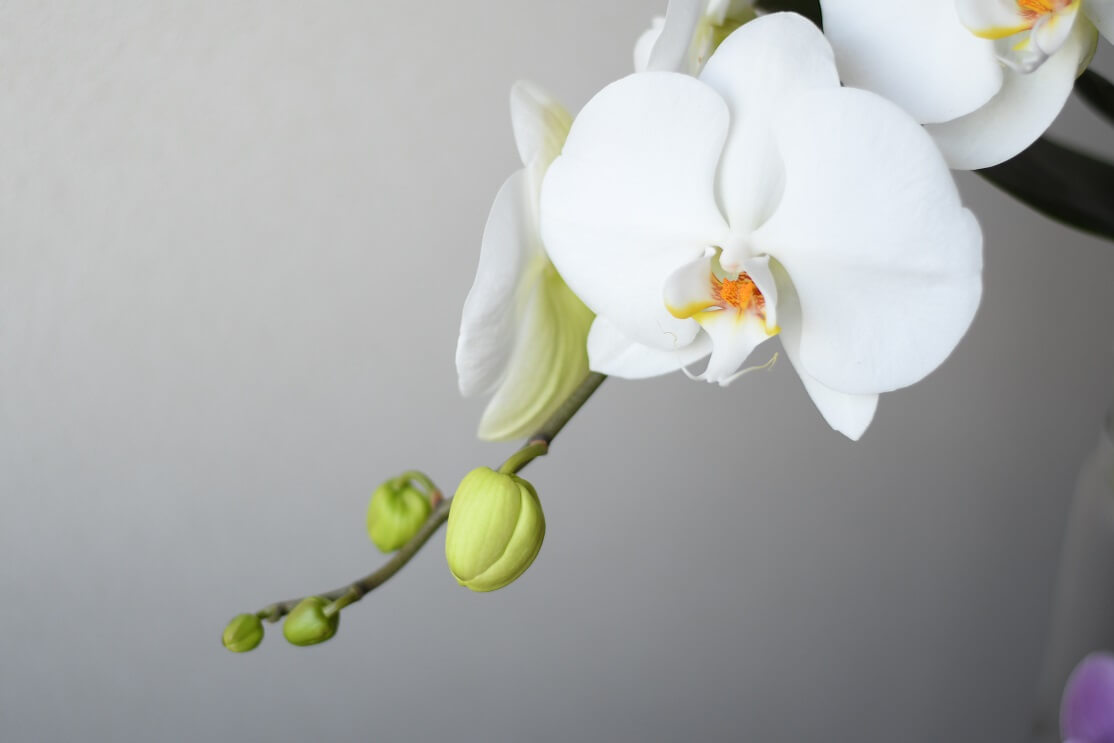 胡蝶蘭の花言葉を紹介 胡蝶蘭の象徴的な意味とは 胡蝶蘭ステーション