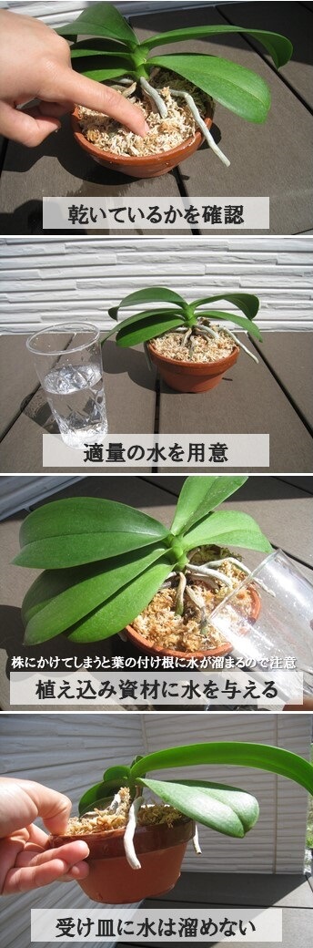胡蝶蘭の水やり方法 水の量 与え方を写真付き解説 胡蝶蘭ステーション