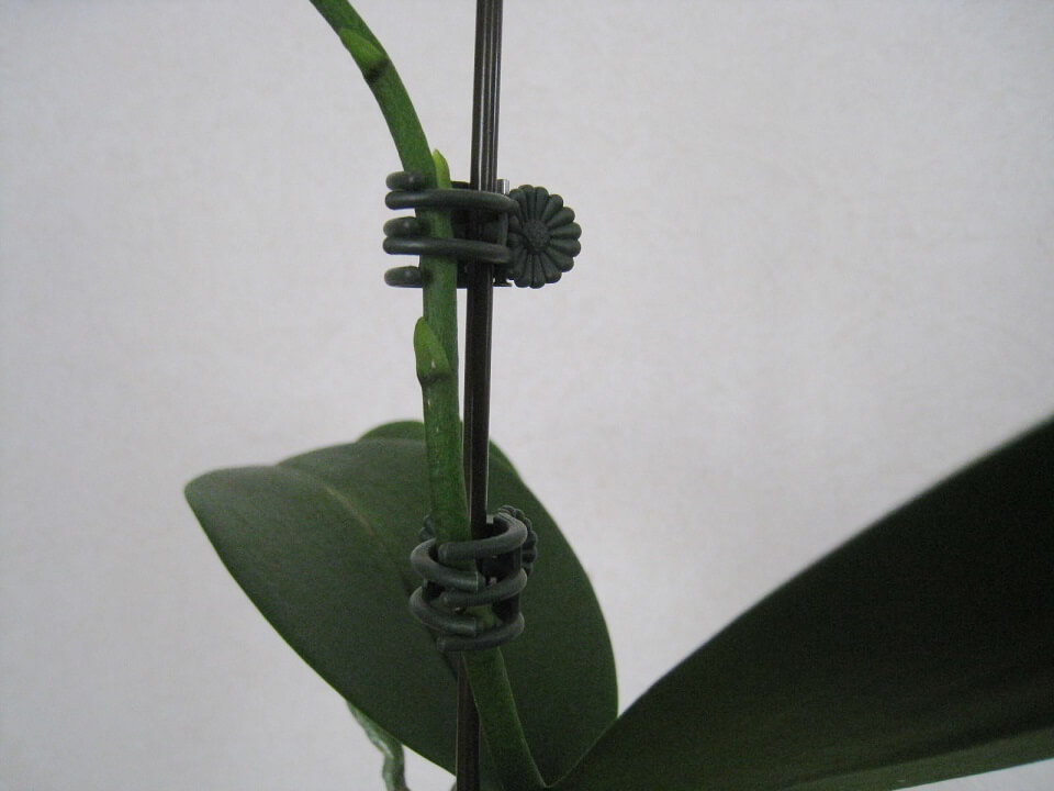 胡蝶蘭が転倒しなように支柱を立てるのは花が咲く前の大事な作業 胡蝶蘭ステーション