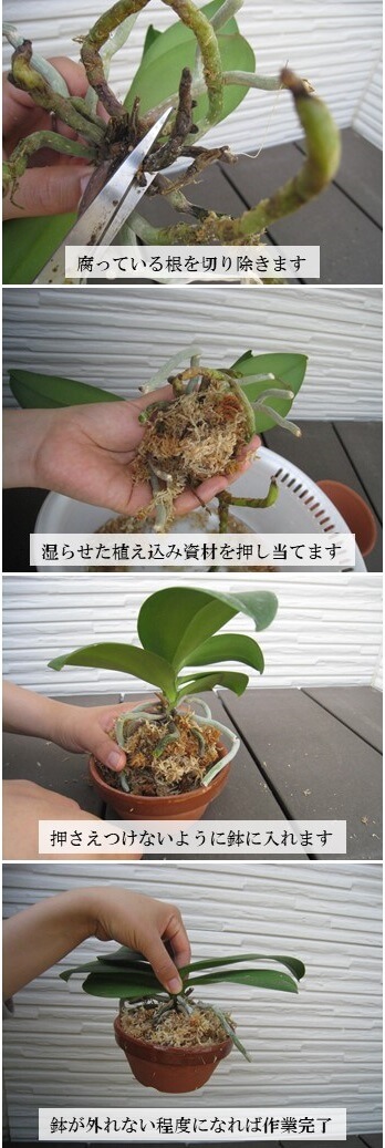 植え替え手順 胡蝶蘭を長く楽しむ方法と時期を写真解説 胡蝶蘭ステーション