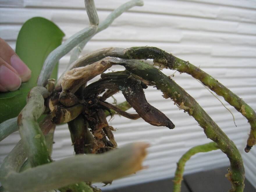 育てている胡蝶蘭が元気がない時に出すsosの症状に気づく 胡蝶蘭ステーション