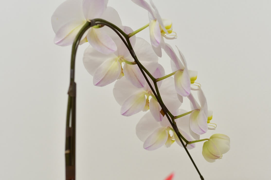 胡蝶蘭の美しさの秘密は 仕立て にあり 胡蝶蘭ステーション