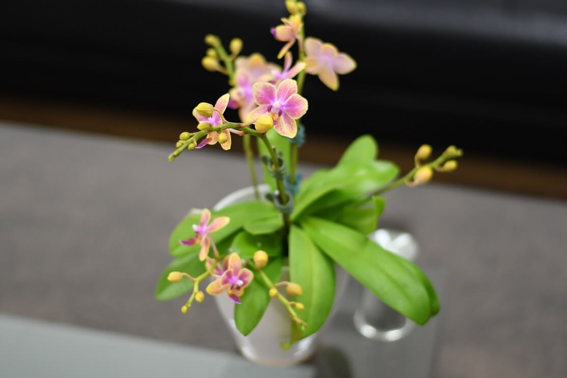 それだけ これだけ 超簡単 小さな胡蝶蘭の花を長持ちさせる方法 胡蝶蘭ステーション