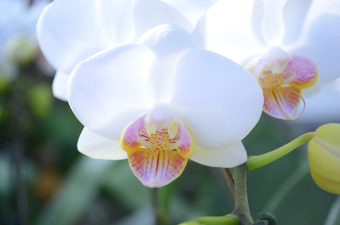 温度で胡蝶蘭を好きな時期に咲かせる 開花調整方法 胡蝶蘭ステーション