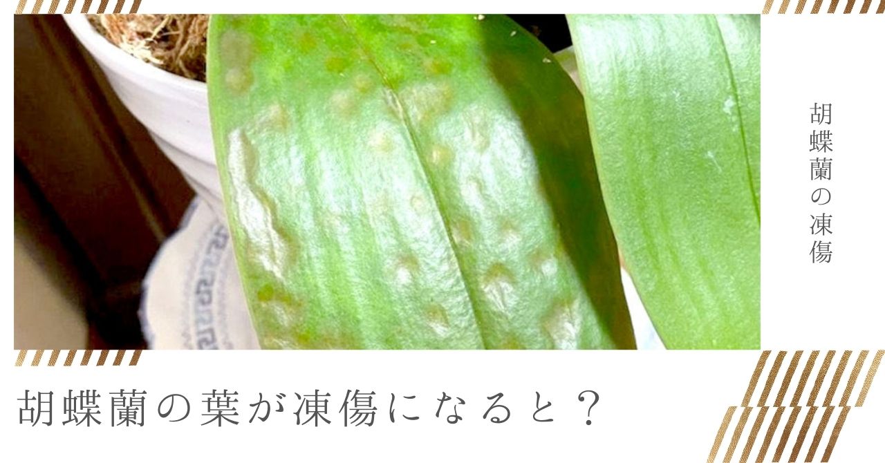 胡蝶蘭の葉が凍傷になった時の症状