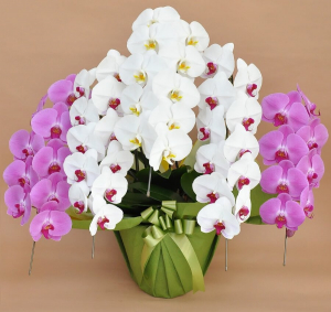 大輪胡蝶蘭の色の違い！白、ピンク、黄、青の花色を紹介