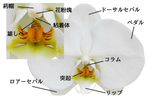 胡蝶蘭の各部位の名称「どうしてこんな形してるの？」