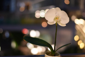 【光合成の秘密】胡蝶蘭は夜間に二酸化炭素を出すって本当？