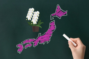 【胡蝶蘭の歴史】胡蝶蘭はどうやって日本に広まっていったのか？