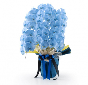 青い胡蝶蘭を世界で初めて作った日本の大学