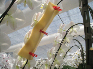 胡蝶蘭をより美しく花の向きを揃える方法