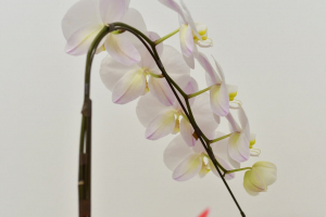 胡蝶蘭の美しさの秘密は「仕立て」にあり