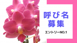 【公募】胡蝶蘭の呼び名を募集「花の名付け親になれるかも！」