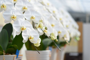 生産者直送の胡蝶蘭を選んで安くて新鮮な花を買えるサイト