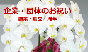 創業・創立・周年のお祝い用途の胡蝶蘭