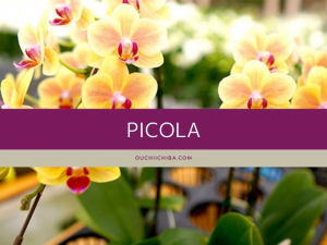 胡蝶蘭で人気のミニサイズ「ピコラ」 値段や長く楽しむ育て方をご紹介します